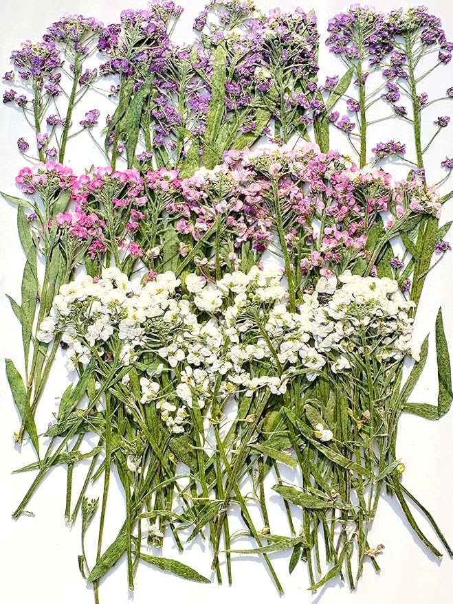 48 Pcs Mix Natural Dried Pressed Flowers for Cake Decorating, Real Dry Flower for Resin Jewelry Making, DIY Art Crafts (Sweet Alyssum)