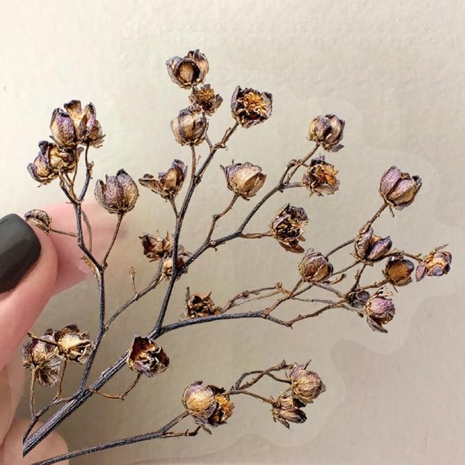 50pcs Vintage Babysbreath Stickers, Aesthetic Flowers Sticker Transparent Flora Stickers for Scrapbook Journal, Waterproof for Water Bottles Laptop Phone Scrapbook Supplies DIY Crafts