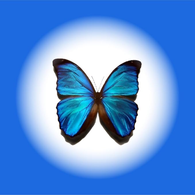 Sugar Robot Edible Butterflies for Cake Decorating- Large Size Butterfly Decorations - Cake Toppers and Cupcake Toppers - Made in the USA - Premium Crafted (Blue)