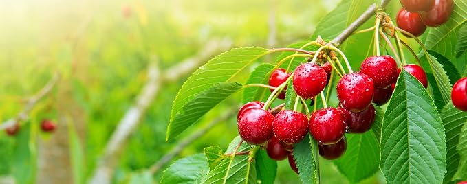 Pure Cherry Extract for Baking and Flavoring - Premium Quality Natural Flavors for Baked Goods, Desserts, & Cooking - 32 FL OZ