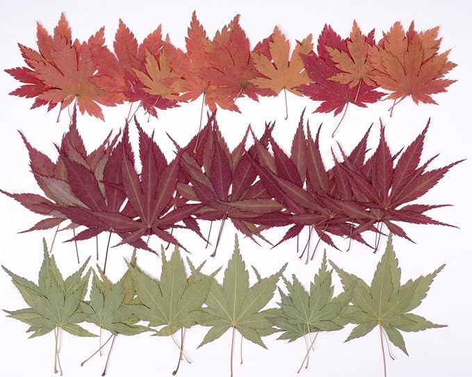 48 Pcs Dried Pressed Fall Maple Leaf for Cake Decorating, Seasonal Decor, Natural Dried Leaves Herbs kit for Resin Jewelry Making Soap and Candle Making (Maple Leaf)