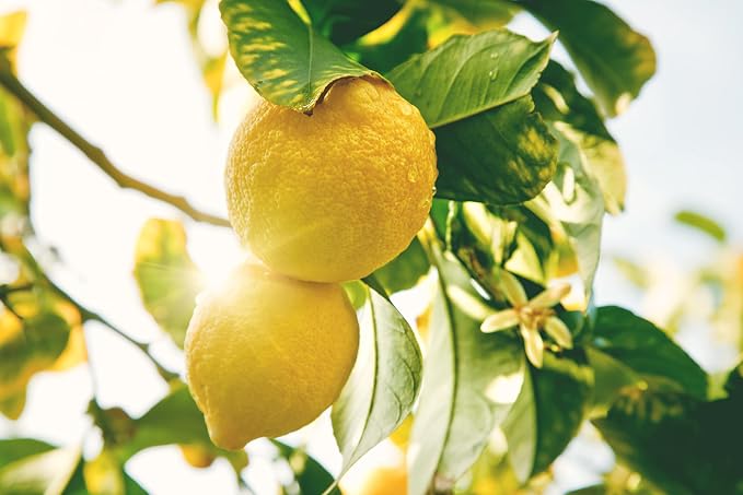 Pure Lemon Extract for Baking and Flavoring - 4 OZ - Premium Quality Natural Flavors for Baked Goods, Desserts, & Cooking