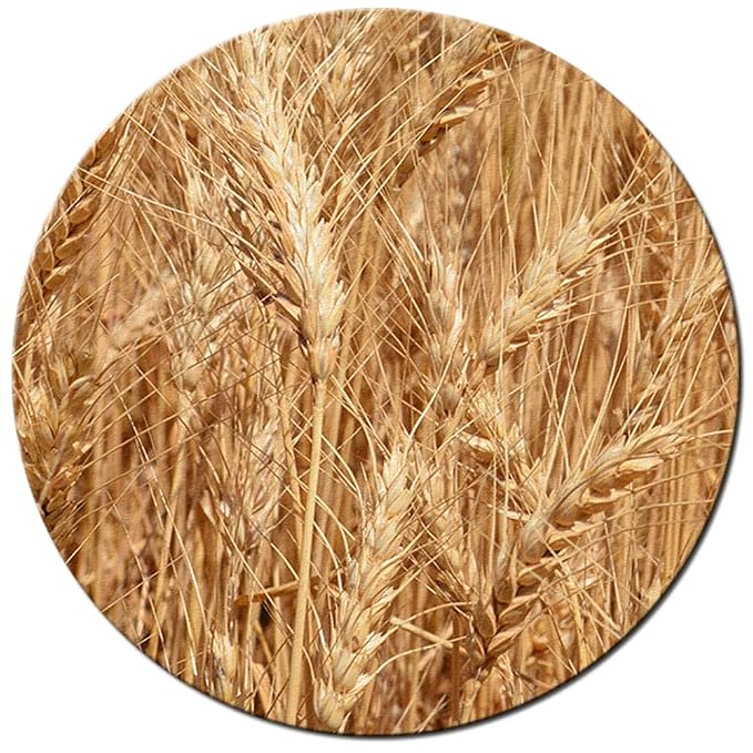 Organic Soft White Whole Wheat Flour - 10lbs