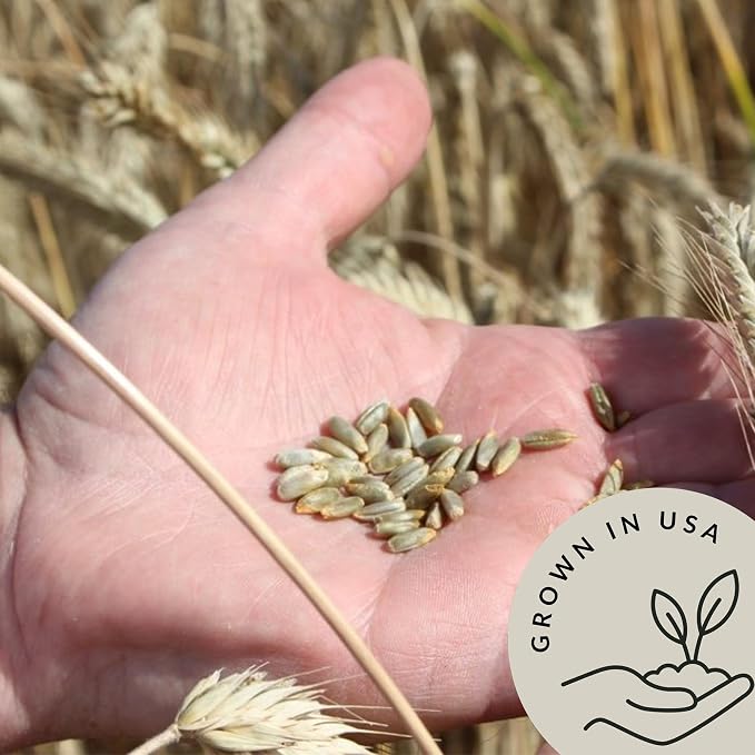 Be Still Farms Organic Rye Berries Bulk (5.8 lb) - Whole Rye Grain Seeds - Kernels Great for Flour, Bread, Cereal - High in Fiber & Protein | USA Grown | USDA Certified | Vegan | Non-GMO