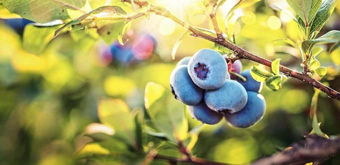 Pure Blueberry Extract for Baking and Flavoring - 4 OZ - Premium Quality Natural Flavors for Baked Goods, Desserts, & Cooking