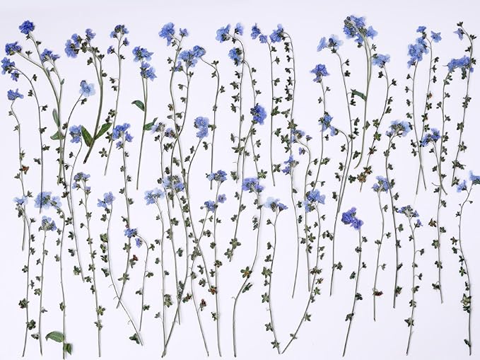 48 Pcs Natural Dried Pressed Forget-me-not Flowers for Wedding Cake Decorating, Real Dry Flower for Resin Jewelry Making, DIY Bookmarks Art Crafts(Forget-me-not)