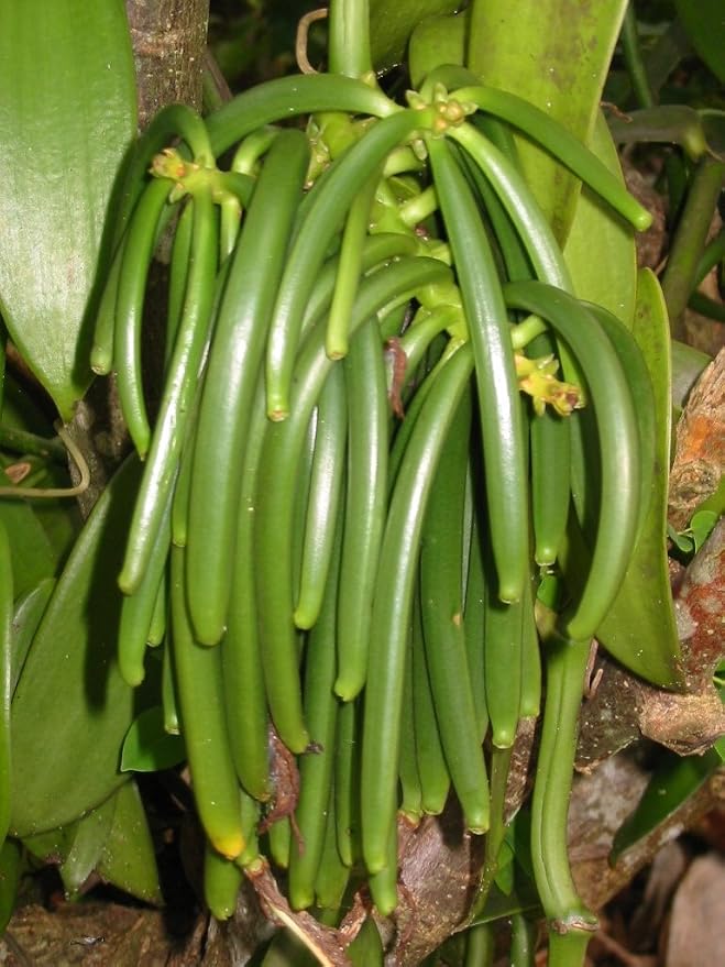 50 Tahitian Extract Grade B Natural Vanilla Beans 5~6" by Vanilla Products USA