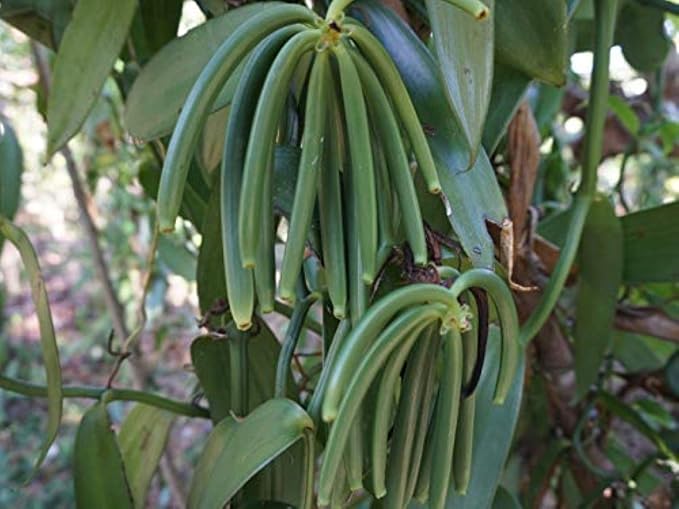 8oz Madagascar Organic Vanilla Beans Grade A. Certified USDA Organic. Fresh 6"-8" for Cooking, Baking and Extract by FITNCLEAN VANILLA| 0.5 lb Bulk NON-GMO Whole Bourbon Gourmet Pods.