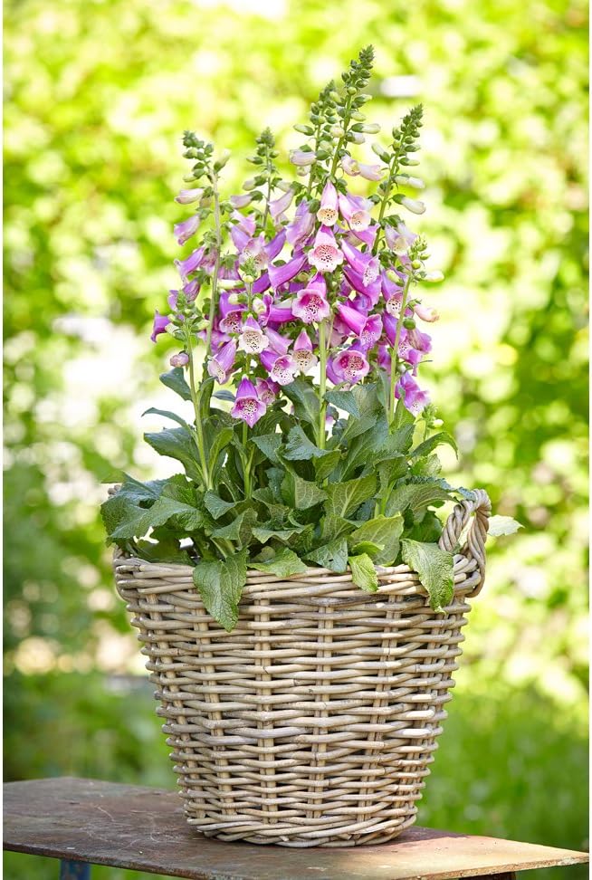 Dehner 3679727 Rattan Basket with Handles Diameter 35 cm Height 25 cm Rattan Weave Grey/Brown