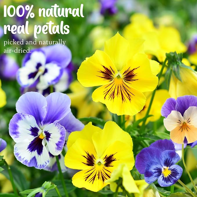 100 Pcs 10 Kinds Natural Dried Pressed Edible Flowers for Cake Topper Decorating - Mix Viola Tricolor for Cupcake Toppers, Cocktails, Resin Jewelry Making, DIY Art Crafts