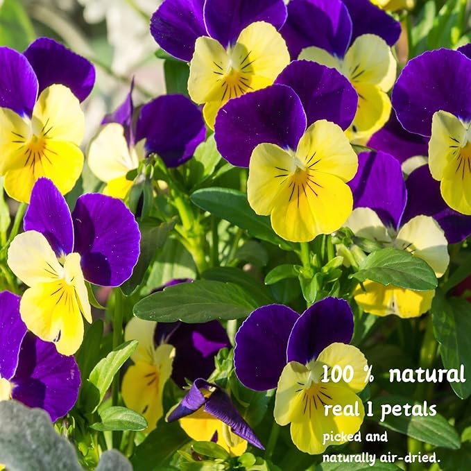 PureHabitat 60 Pcs 10 Colors Natural Dried Pressed Edible Viola Tricolor Flowers for Cake Topper Decoration – for Cupcake Toppers Cocktails Resin Jewelry DIY Crafts (Purple)
