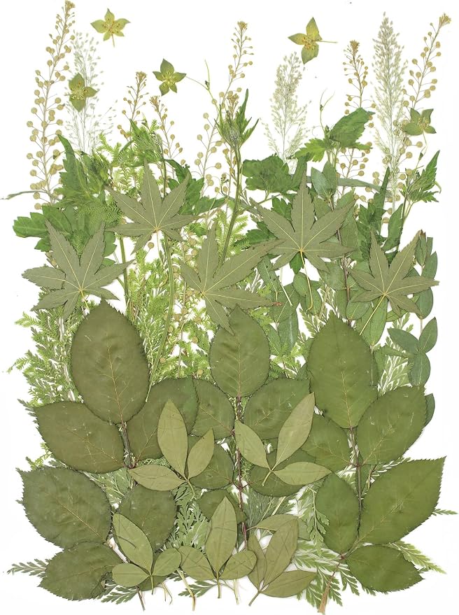 12“ Large Bulk Summer Dried Pressed Flowers for Glass Frame, Real Dry Natural Flower Leaf Daisy for Resin Mold, Cake Decor, Phone Cases (Dried Green Leaves)