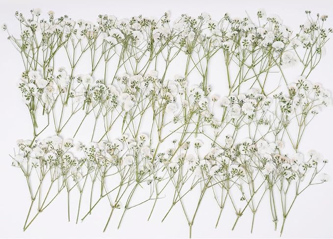 48 Pcs Natural Dried Pressed Mini Baby's Breath Flowers for Cake Decorating, Wedding Invitations, Real Dry Gypsophila Flower for Resin Jewelry Making, DIY Art Crafts(Baby's Breath)