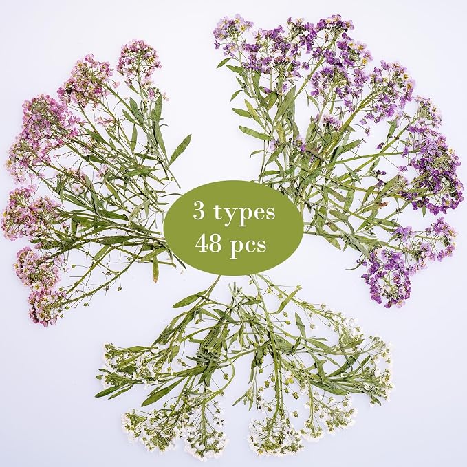48 Pcs Mix Natural Dried Pressed Flowers for Cake Decorating, Real Dry Flower for Resin Jewelry Making, DIY Art Crafts (Sweet Alyssum)