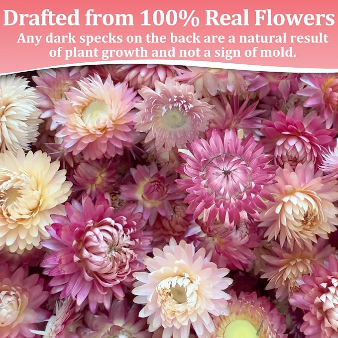 90+ Food Grade Pink Flowers for Cake and Cocktails Decorating – Culinary-Grade Dried Pink & White Strawflowers for Garnish, Baking, and Drink Toppers