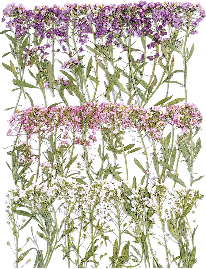 48 Pcs Mix Natural Dried Pressed Flowers for Cake Decorating, Real Dry Flower for Resin Jewelry Making, DIY Art Crafts (Sweet Alyssum)