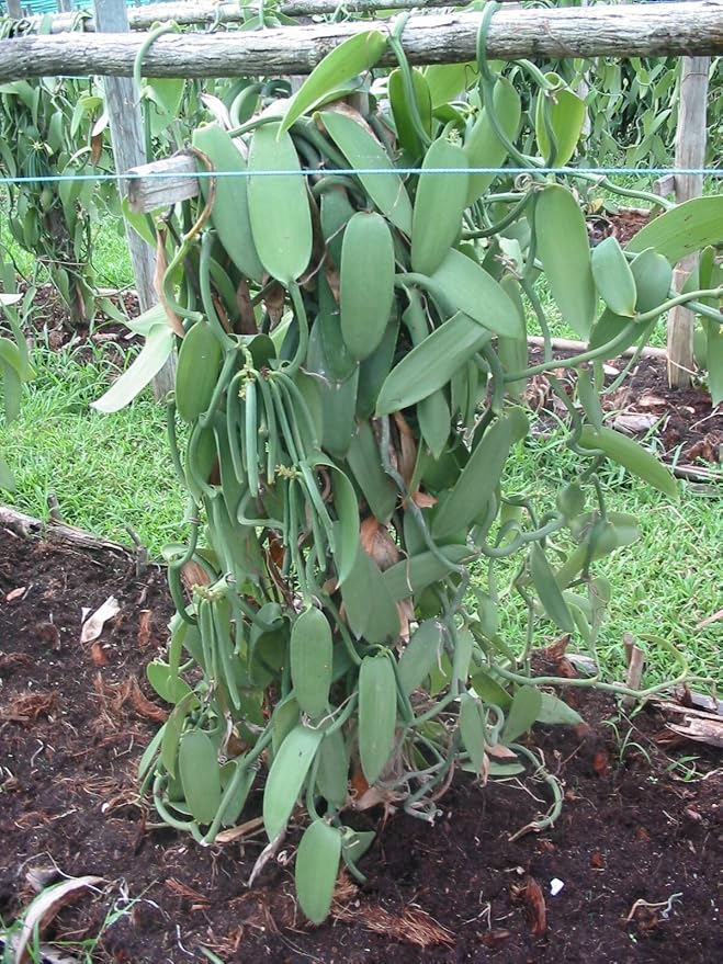 Vanilla Products USA 1/4 LB (4 ounces) Tahitian Extract Grade B Vanilla Beans 4~6"