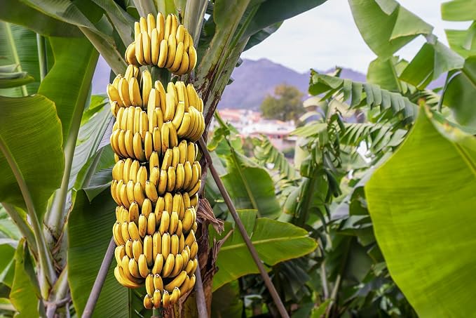 Pure Banana Flavor for Baking and Flavoring - Premium Quality Natural Flavors for Baked Goods, Desserts, & Cooking -1 Gallon