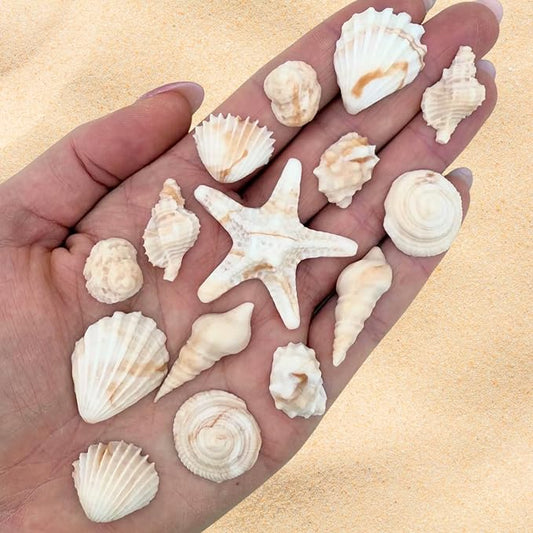 15 Dye Free Seashell Edible Cake Decorations, Vegan, Gluten-Free, Edible Cake Toppers for Cupcakes, Cookies & Desserts, by Simply Sucré (45 Pieces (Bulk Box), Natural)