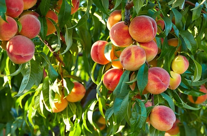 Pure Peach Extract for Baking and Flavoring - 4 OZ - Premium Quality Naturals Flavors for Baked Goods, Desserts, & Cooking (Peach Extract)