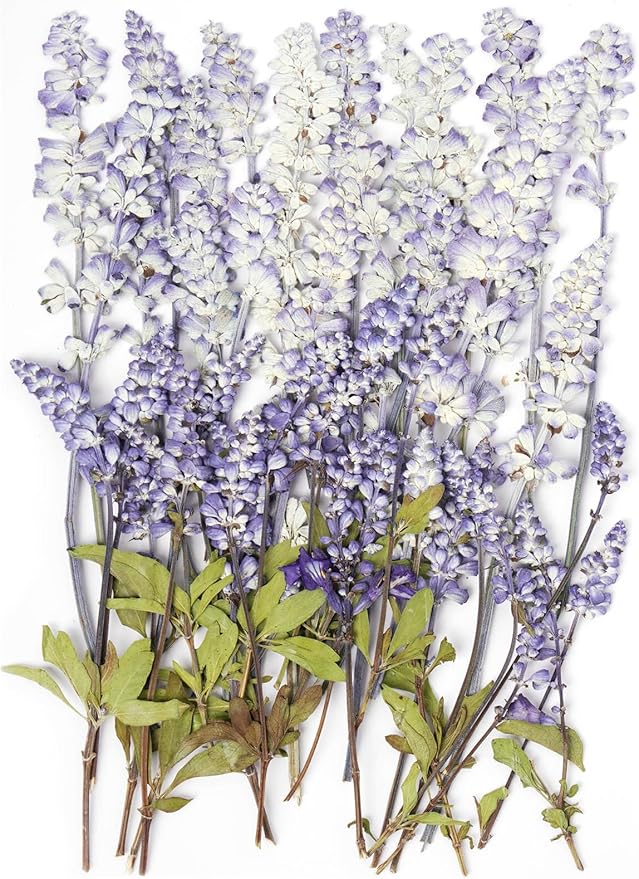 48 Pcs Natural Dried Pressed Garden Sage Flowers for Cake Decorating, Real Dry Flower for Resin Jewelry Making, DIY Bookmarks Art Crafts(Garden Sage)