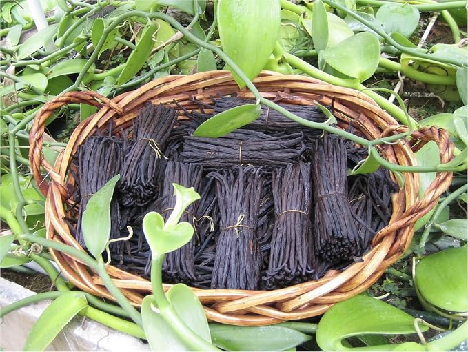Bakto Flavors Golden Vanilla Cane Sugar, 1-pound Jar (Pack of 2)