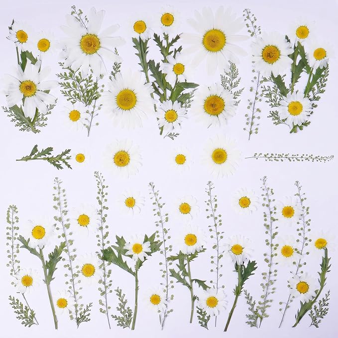 48 Pcs Natural Dried Pressed Daisy Flowers for Cake Decorating, Birthday Party Favors, Real Dry Daisies for Cupcakes, Resin Jewelry Making, DIY Art Crafts(Daisy)