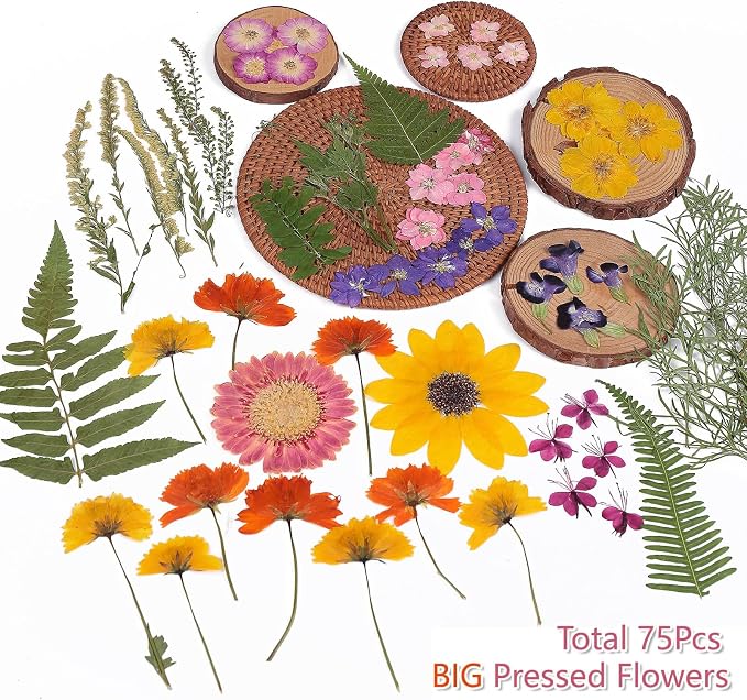 12“ Large Bulk Summer Dried Pressed Flowers for Glass Frame, Real Dry Natural Flower Leaf Daisy for Resin Mold, Cake Decor, Phone Cases (Gorgeous)