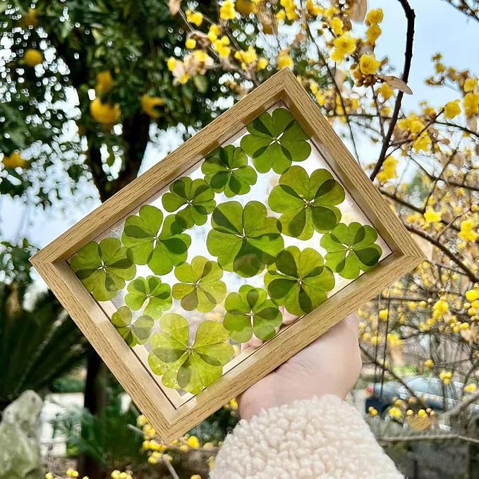 48 Pcs Mix Natural Dried Pressed 4 Leaf Clover for St Patricks Day Cake Decorating, Real Dry Flower for Lucky Jewelry Making (Four Leaf Clover)