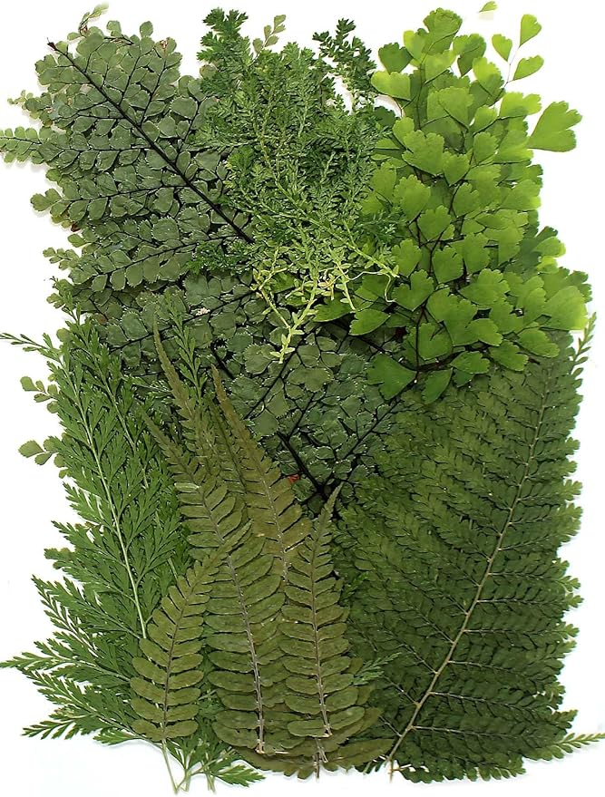 48 Pcs Mix Natural Dried Pressed Ferns for Cake Decorating, Real Dried Greenery for Resin Jewelry Making, DIY Art Crafts (Fern)