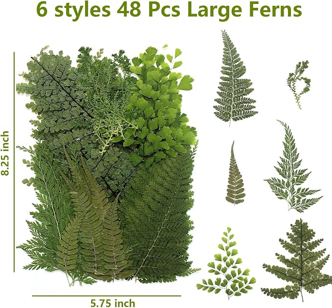 48 Pcs Mix Natural Dried Pressed Ferns for Cake Decorating, Real Dried Greenery for Resin Jewelry Making, DIY Art Crafts (Fern)