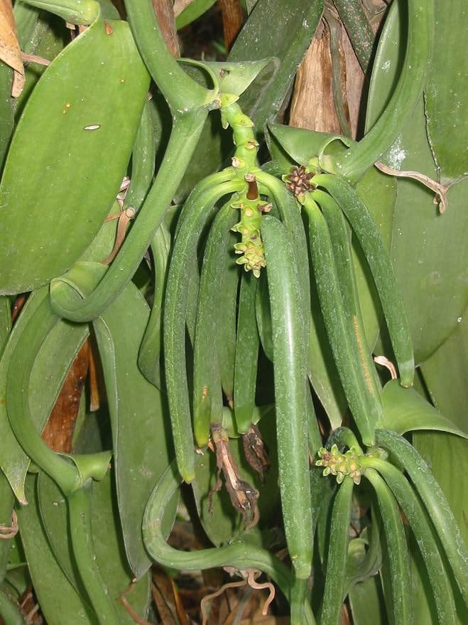 10 Tahitian Extract Grade B Vanilla Beans 4~6" by Vanilla Products USA
