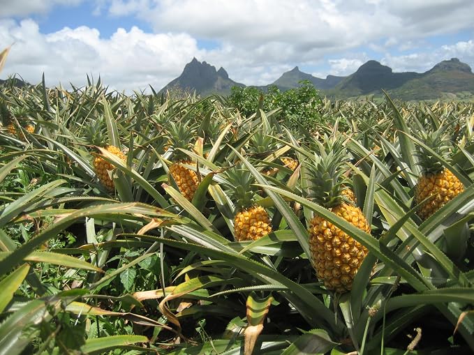 Pure Pineapple Extract for Baking and Flavoring - Premium Quality Natural Flavors for Baked Goods, Desserts, & Cooking - 1 Gallon