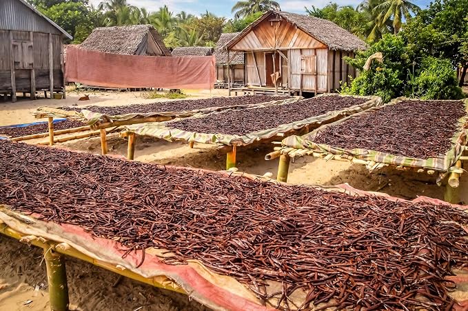 Organic Madagascar Vanilla Beans Whole Grade B Vanilla Pods for Homemade Vanilla Extract and Baking - 1 Ounce