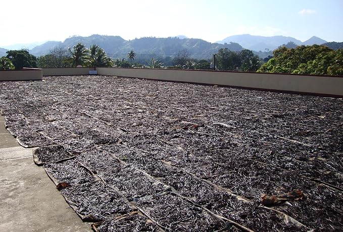 25 Tahitian Extract Grade B Natural Vanilla Beans by Vanilla Products USA